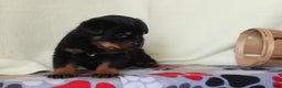 Rottweiler dogs for sale: King - Ad 1