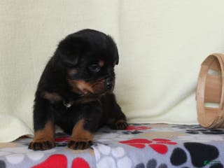 Rottweiler dogs King - Ad 3