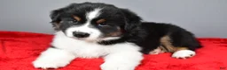 Miniature Australian Shepherd dogs for sale: Alex - Ad 8