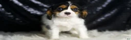 Cavalier King Charles Spaniel dogs for sale: Parker - Ad 6