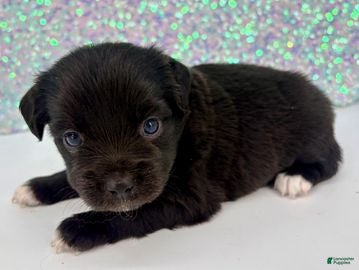 Toy Australian Shepherd dogs Wendy - Ad 1