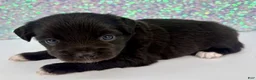 Toy Australian Shepherd dogs for sale: Wendy - Ad 1