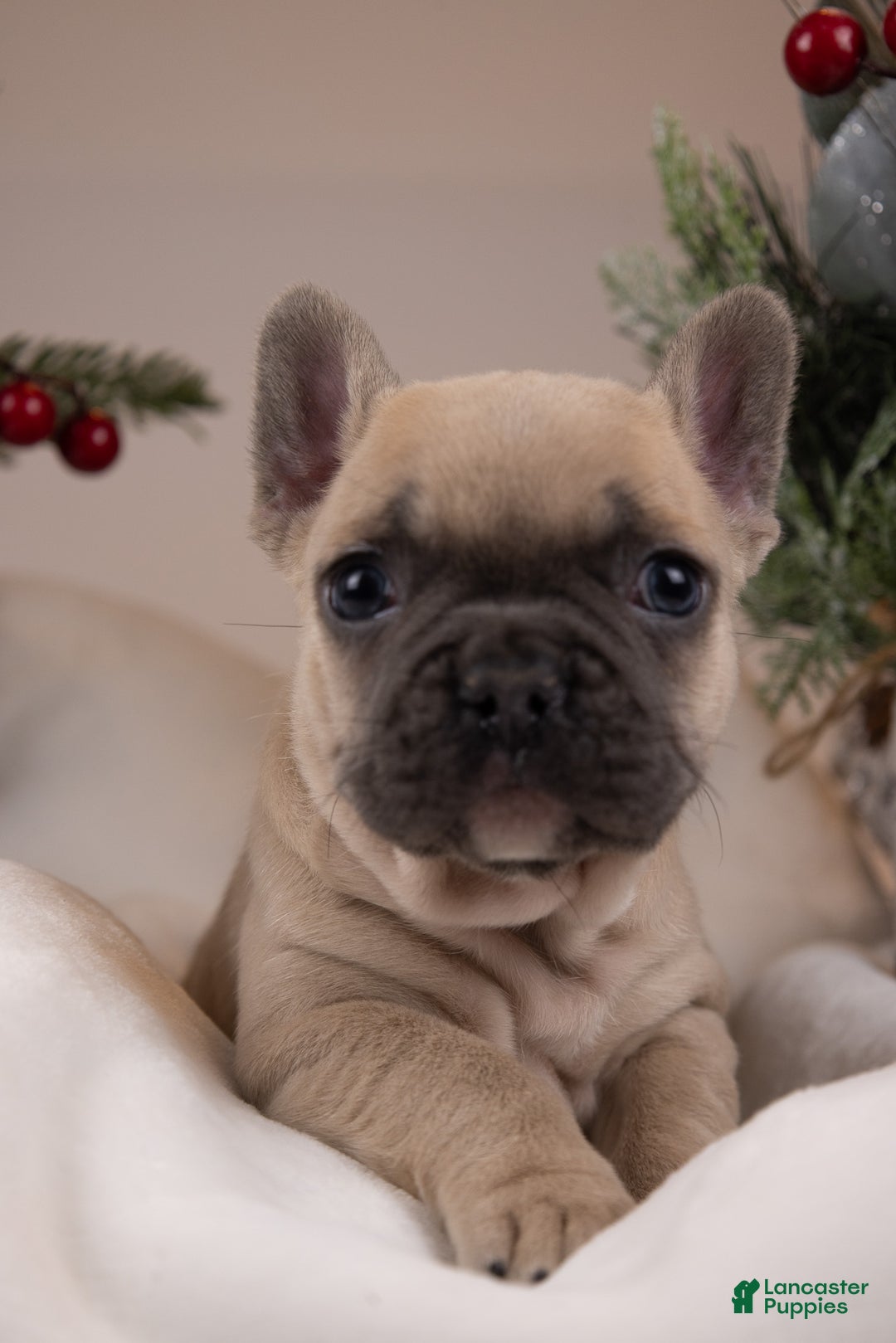 French Bulldog dogs for sale: Bluey - Ad 17