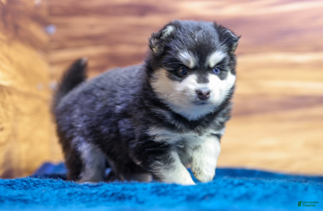 Pomsky dogs for sale: Puck - Ad 2