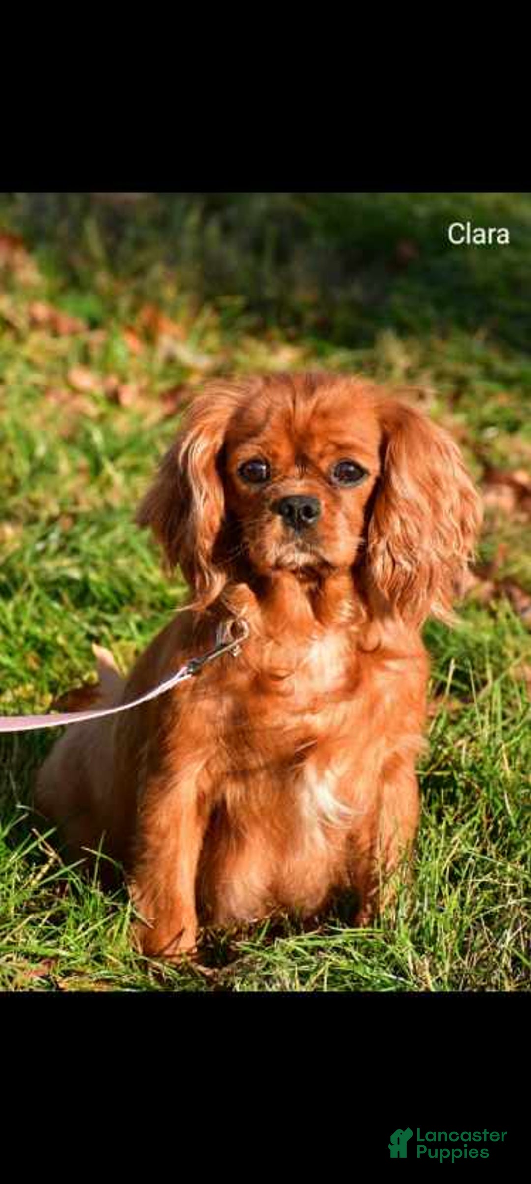 Cavalier King Charles Spaniel dogs for sale: Tyler - Ad 9