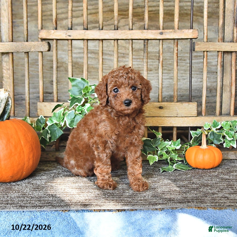 Mini Goldendoodle dogs for sale: Cookie   - Ad 2