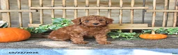 Mini Goldendoodle dogs for sale: Cookie   - Ad 2