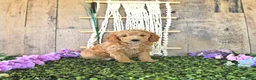 Mini Goldendoodle dogs for sale: Starlight - Ad 3