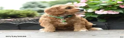 Cavapoo dogs for sale: Gavin - Ad 3
