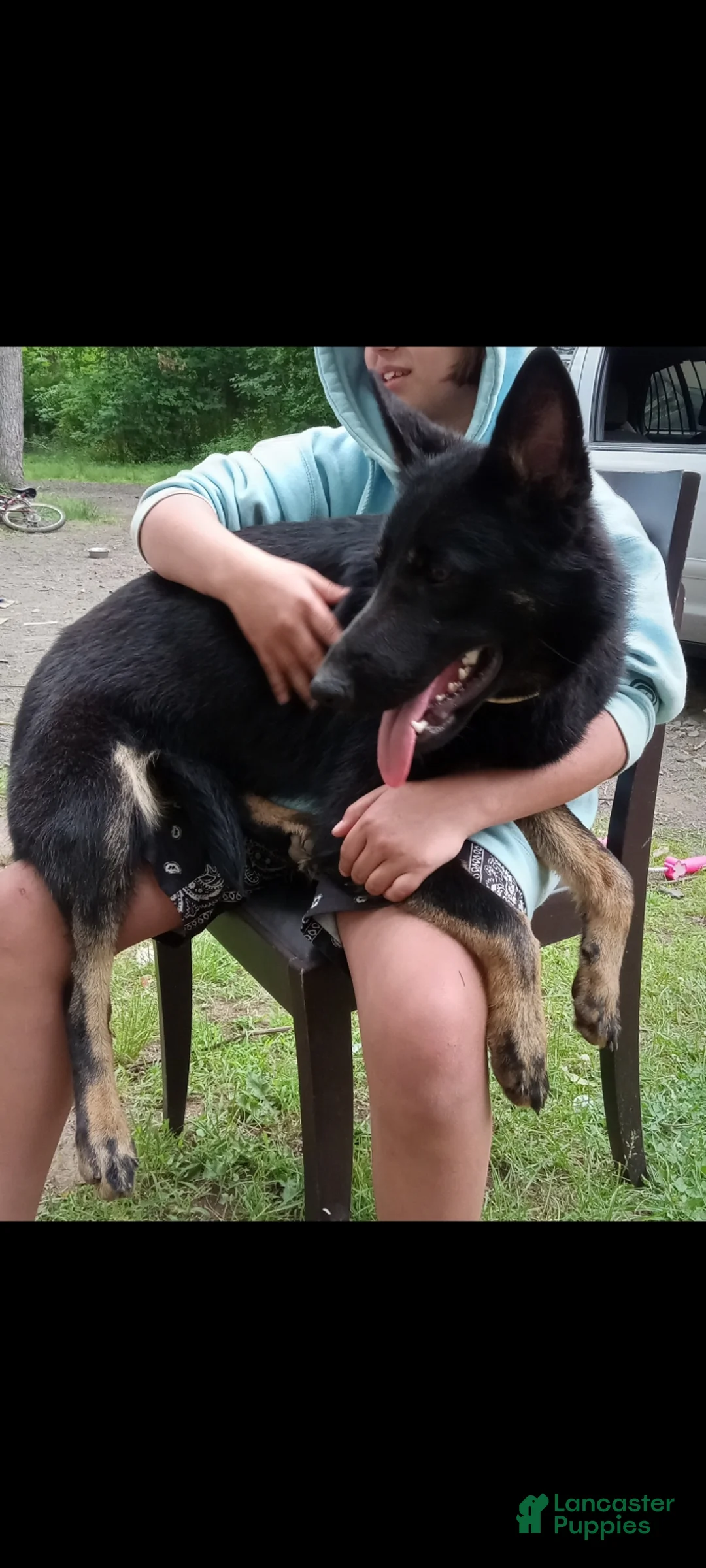 German Shepherd dogs for sale: Pepper 💜 - Ad 2