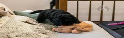 Bernedoodle dogs for sale: Olympic - Ready Now! - Ad 22