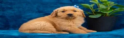 Golden Retriever dogs for sale: Tasha - Ad 5