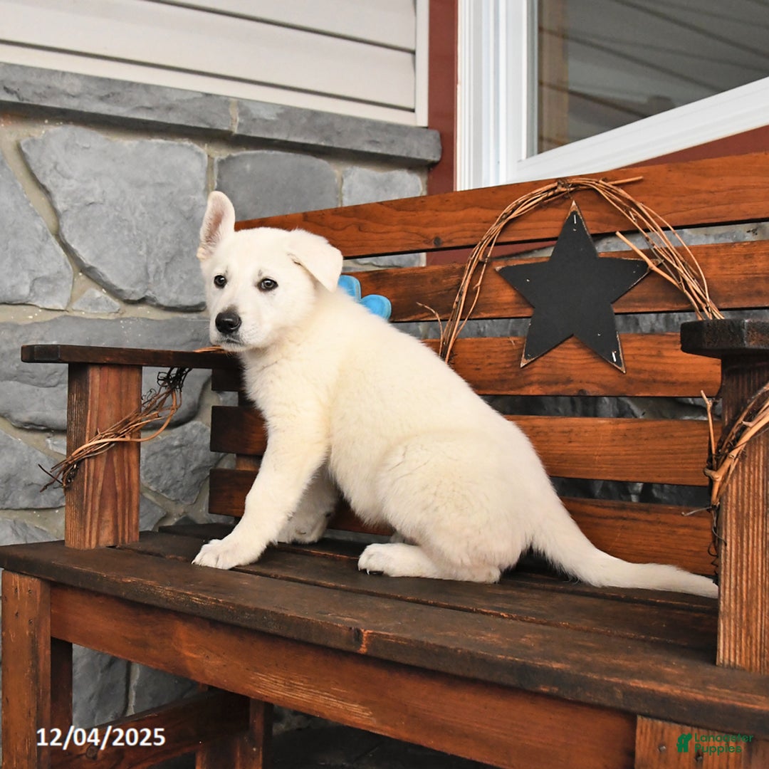 German Shepherd dogs for sale: Milo - Ad 3