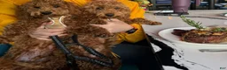Mini Goldendoodle dogs for sale: Scarlett - Ad 8