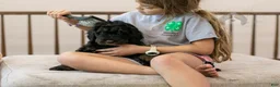 Bernedoodle dogs for sale: Acadia - Ad 21