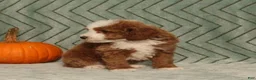 Miniature Poodle dogs for sale: Gus - Irish Spotting - Ad 5