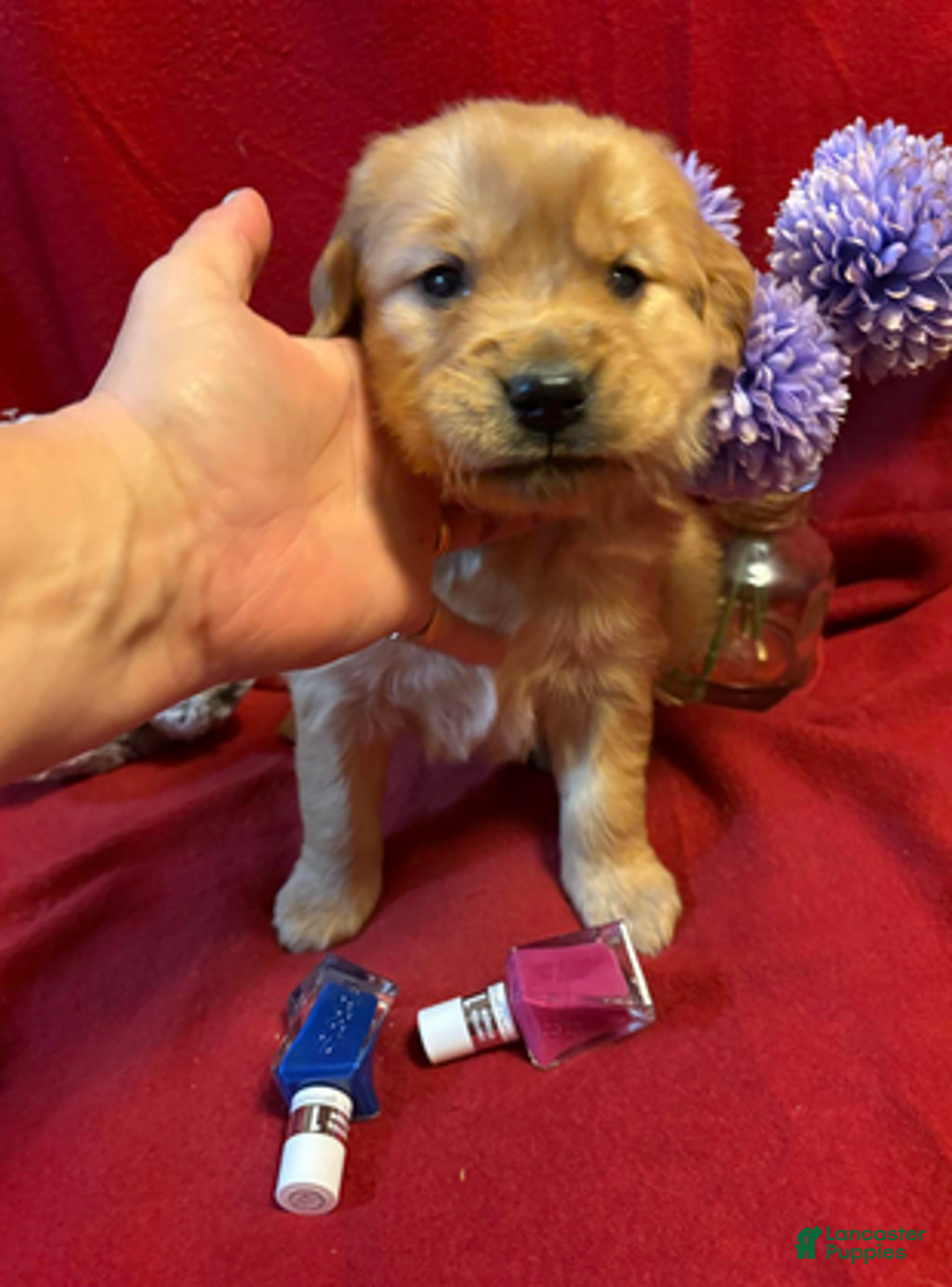 Golden Retriever dogs for sale: Takame - Ad 3