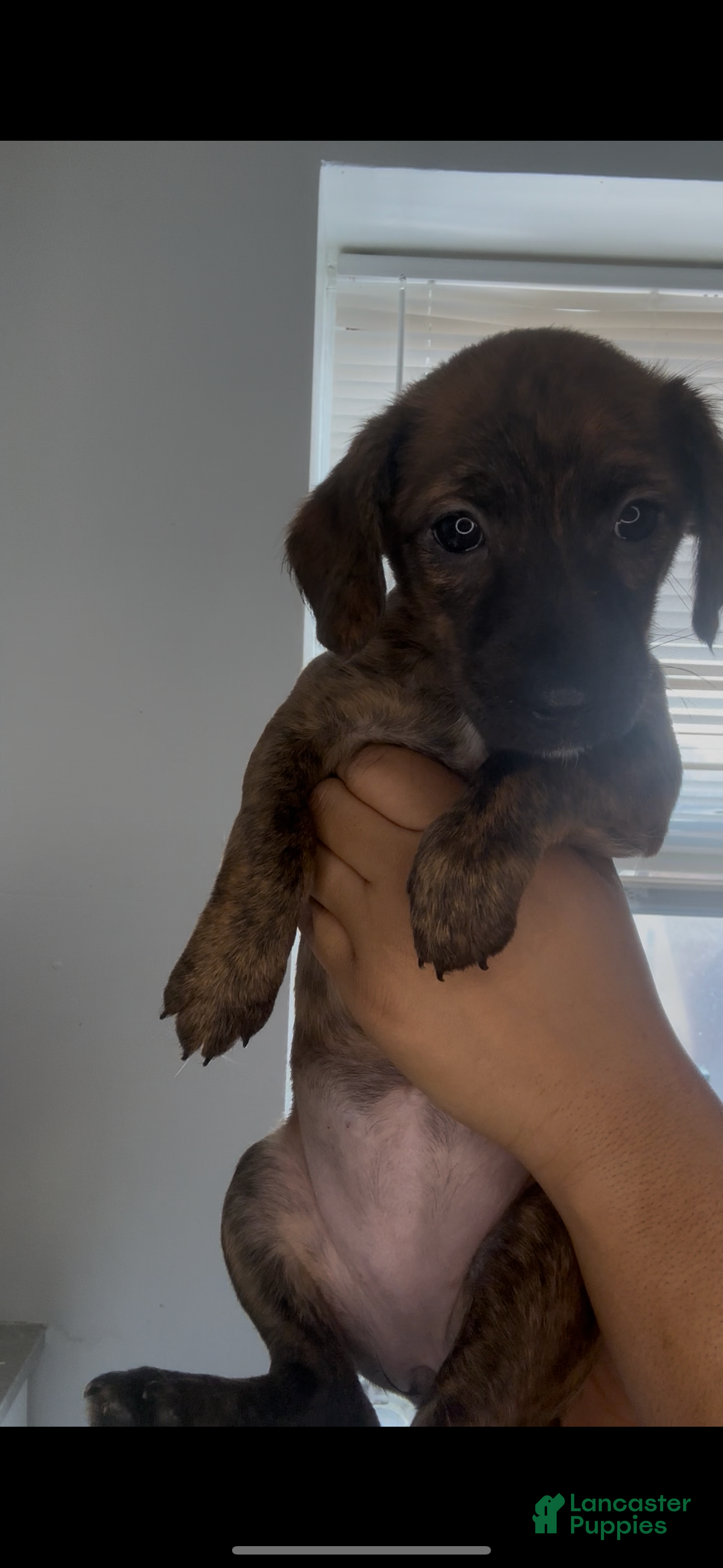 Mixed Breed dogs Cinnamon  - Ad 2