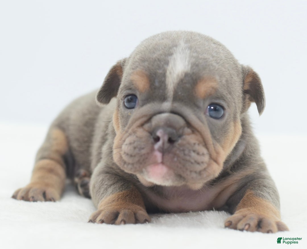 Mixed Breed dogs for sale: Lily tricolor hybrid  - Ad 1