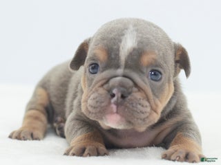 Mixed Breed dogs Lily tricolor hybrid - Ad 8