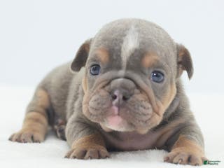 Mixed Breed dogs Lily tricolor hybrid - Ad 21