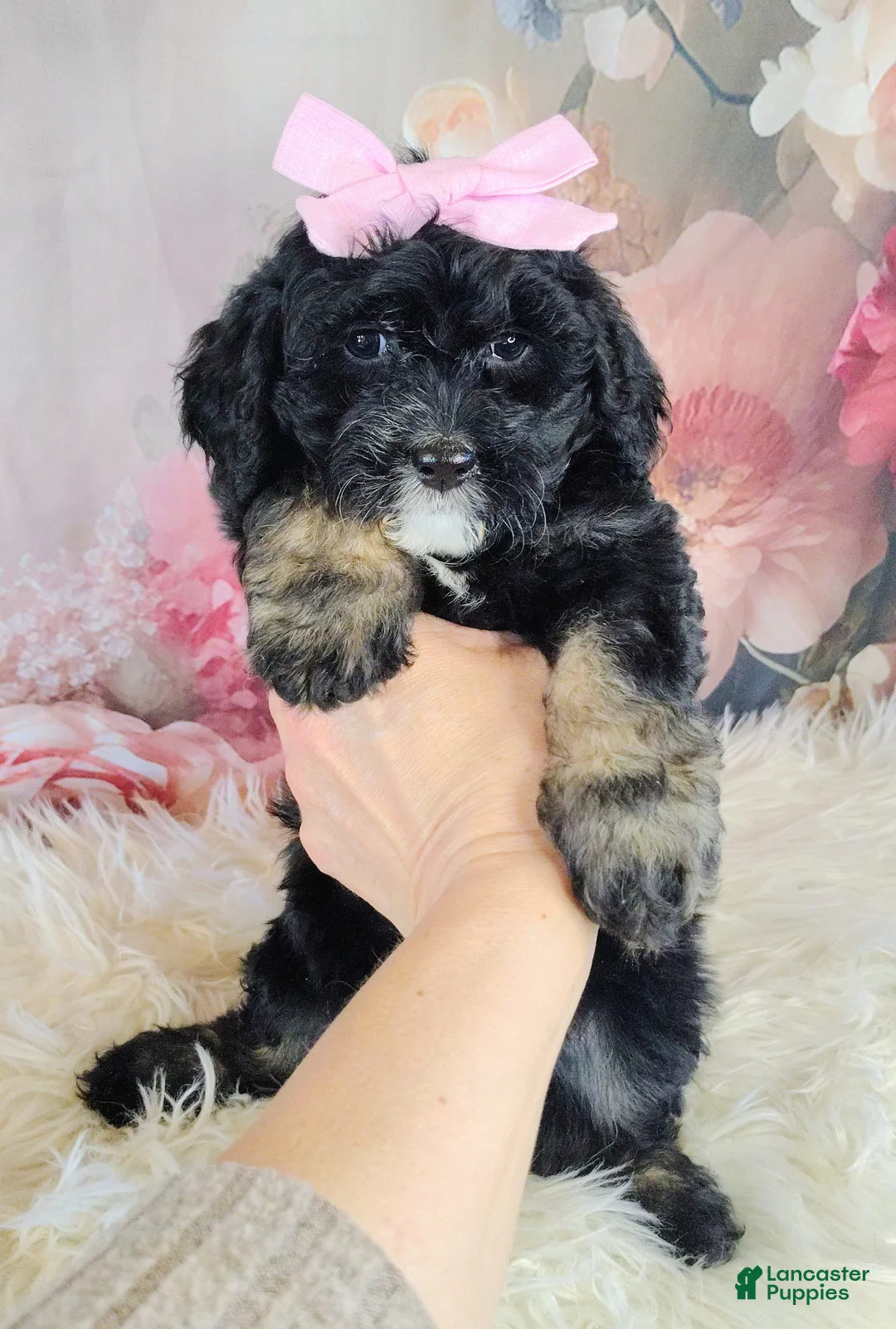 Saint Berdoodles dogs for sale: Arwen F1b Saint Berdoodle - Ad 1