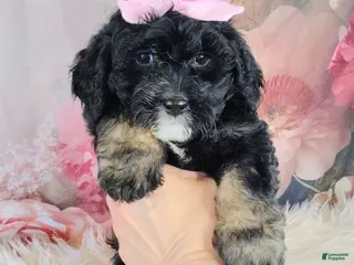 Saint Berdoodles dogs for sale: Arwen F1b Saint Berdoodle - Ad 1