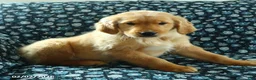 Golden Retriever dogs for sale: Houston - Ad 2
