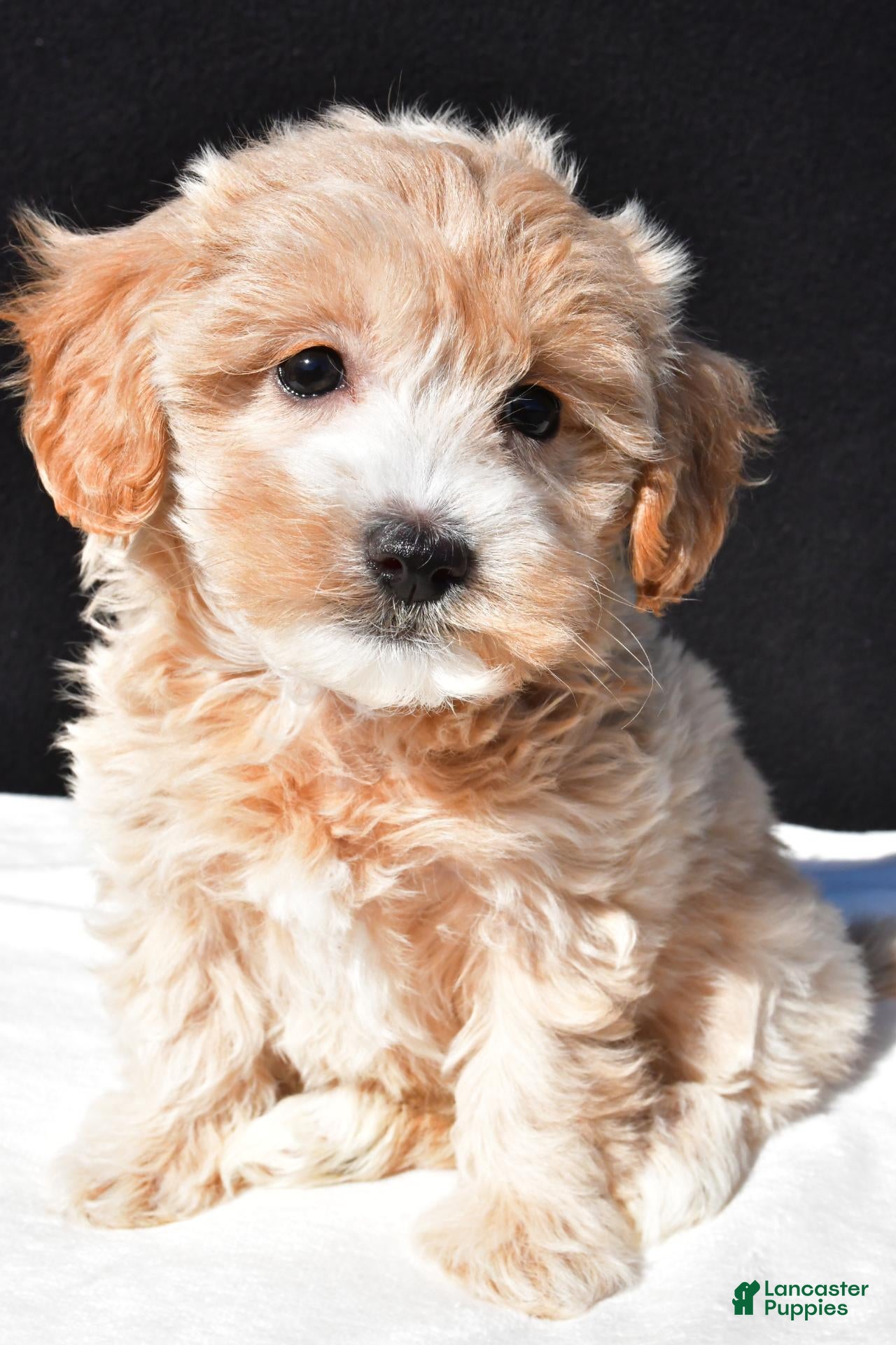 Maltipoo dogs for sale: Allie - Ad 2