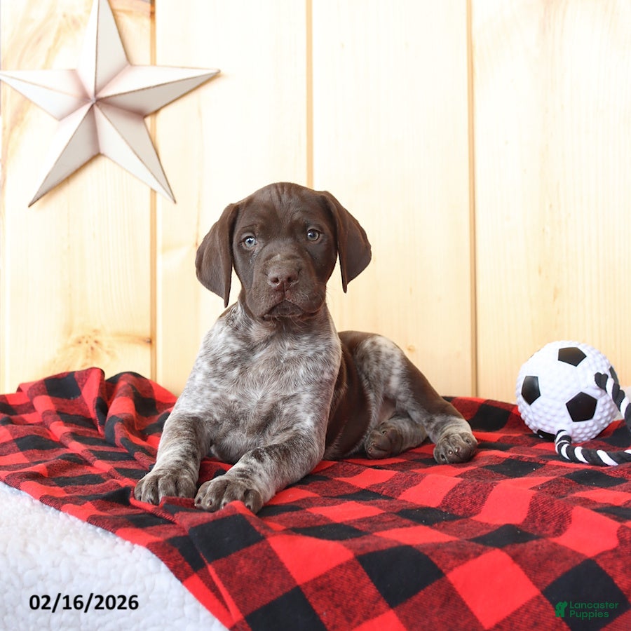 German Shorthaired Pointer dogs Dover - Ad 1