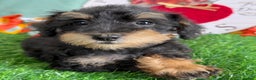 Schnoodle dogs for sale: Isaiah - Ad 22