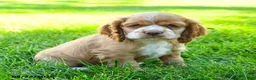Cocker Spaniel dogs for sale: Folgers - Ad 1