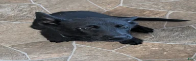 Sheprador 2