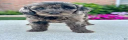Cavapoo dogs for sale: Phoebe 104874 - Ad 5