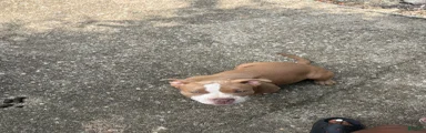 American Bully 3