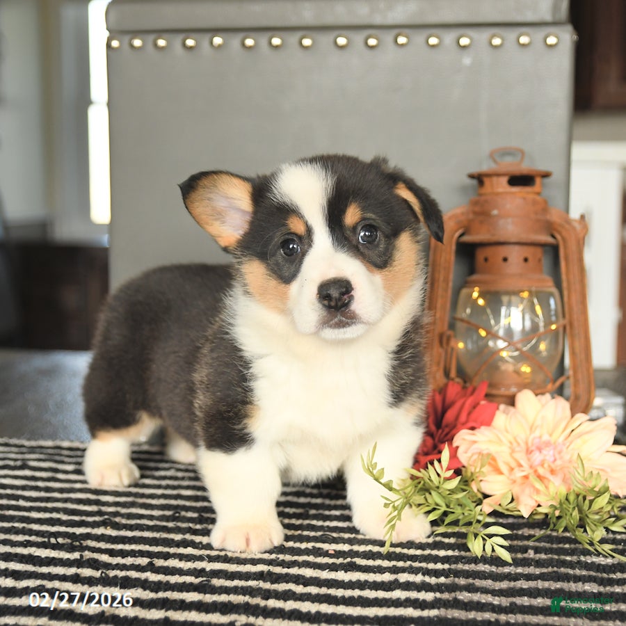 Welsh Corgi Pembroke dogs for sale: Chip - Ad 2