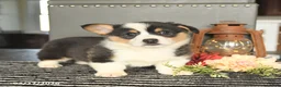 Welsh Corgi Pembroke dogs for sale: Chip - Ad 1