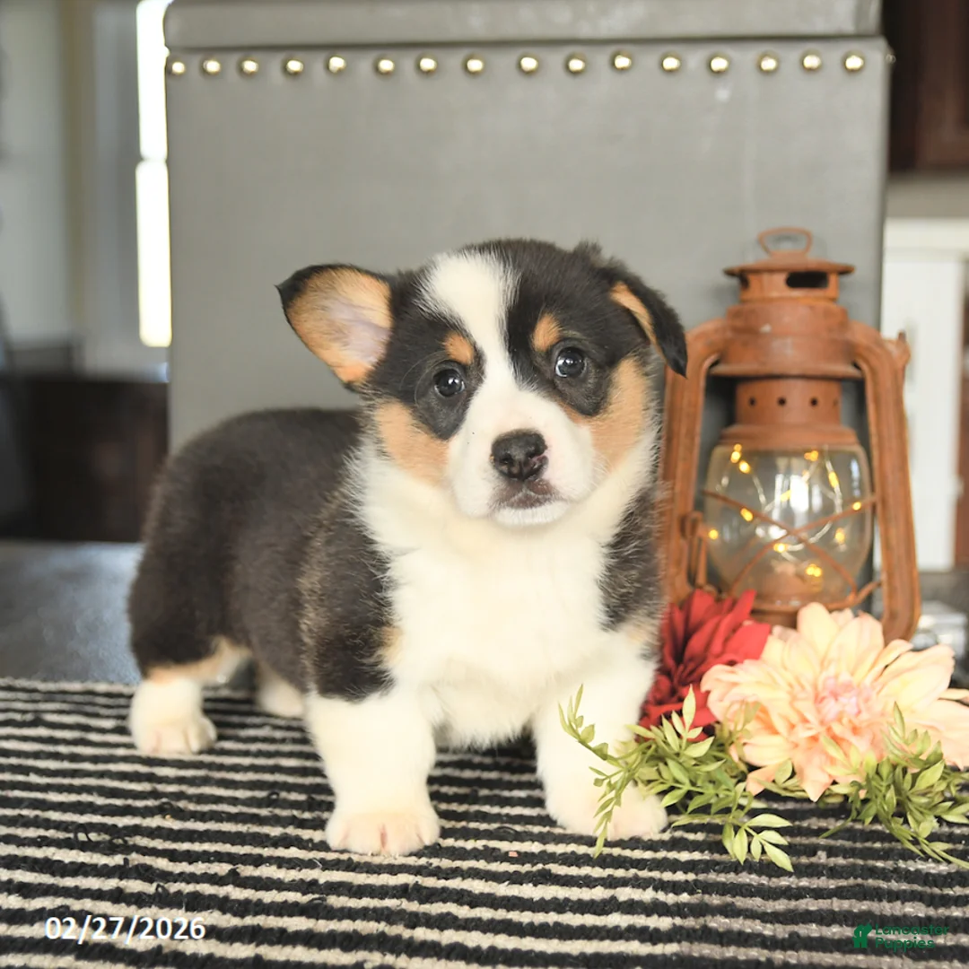 Welsh Corgi Pembroke dogs for sale: Chip - Ad 1