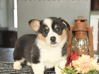 Welsh Corgi Pembroke dogs for sale: Chip - Ad 2