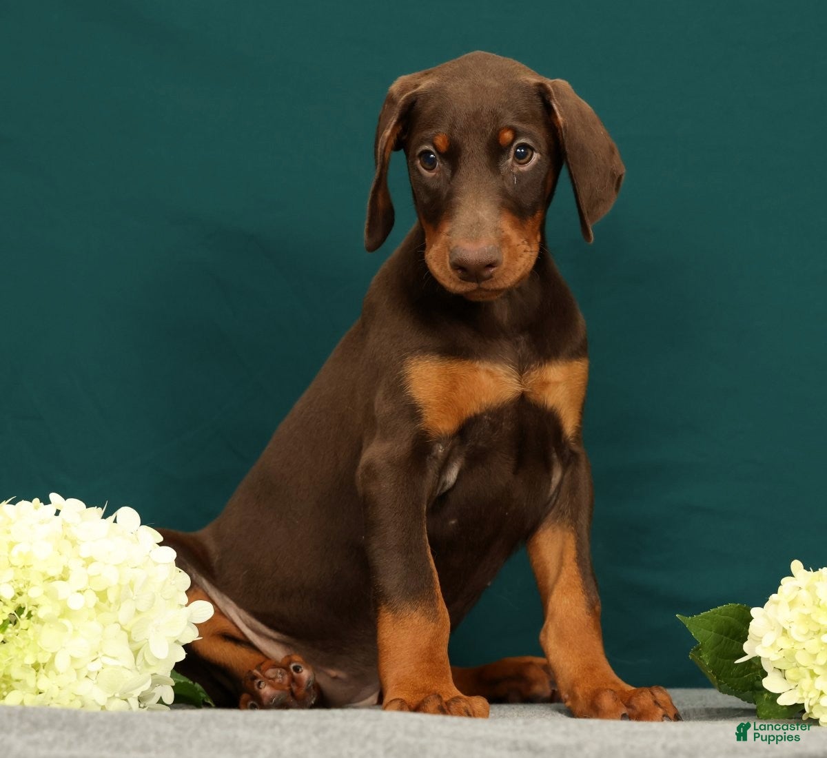 Doberman Pinscher dogs Paisley - Ad 2