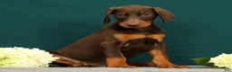 Doberman Pinscher dogs for sale: Paisley - Ad 2