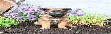 Ranger