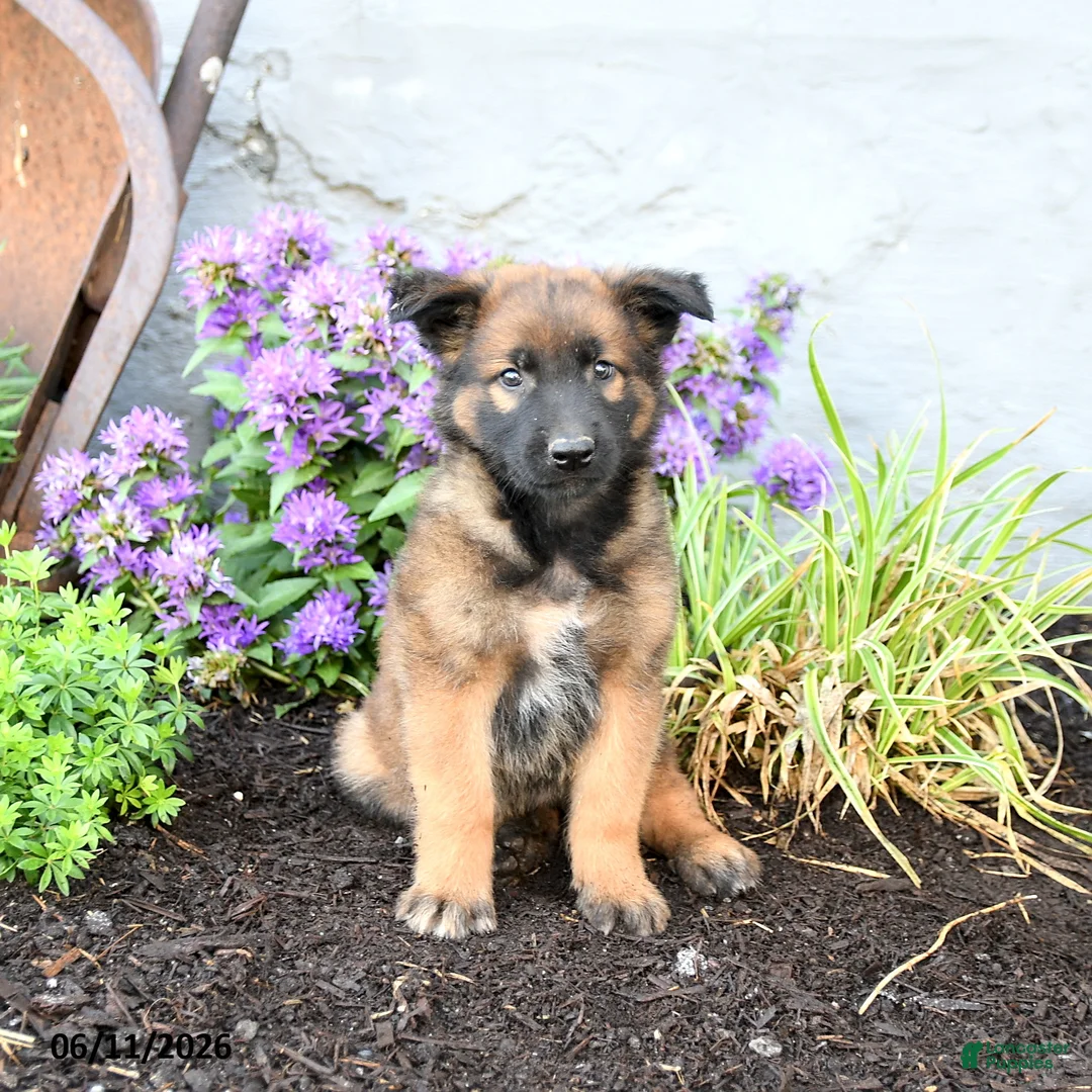 Belgian Malinois dogs for sale: Ranger - Ad 1