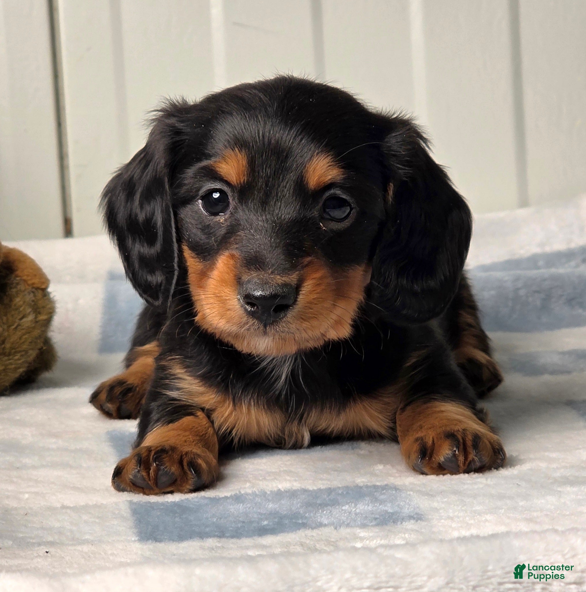 Dachshund dogs Asher - Ad 2