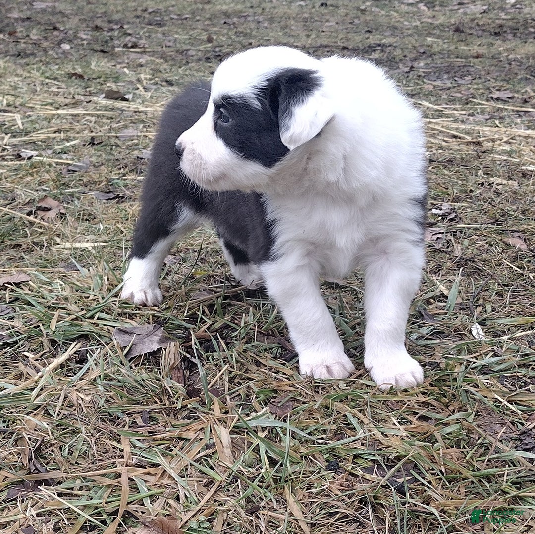 Border Collie dogs for sale: Benji  - Ad 3
