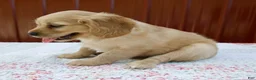 Miniature Golden Retriever dogs for sale: Gage - Ad 7