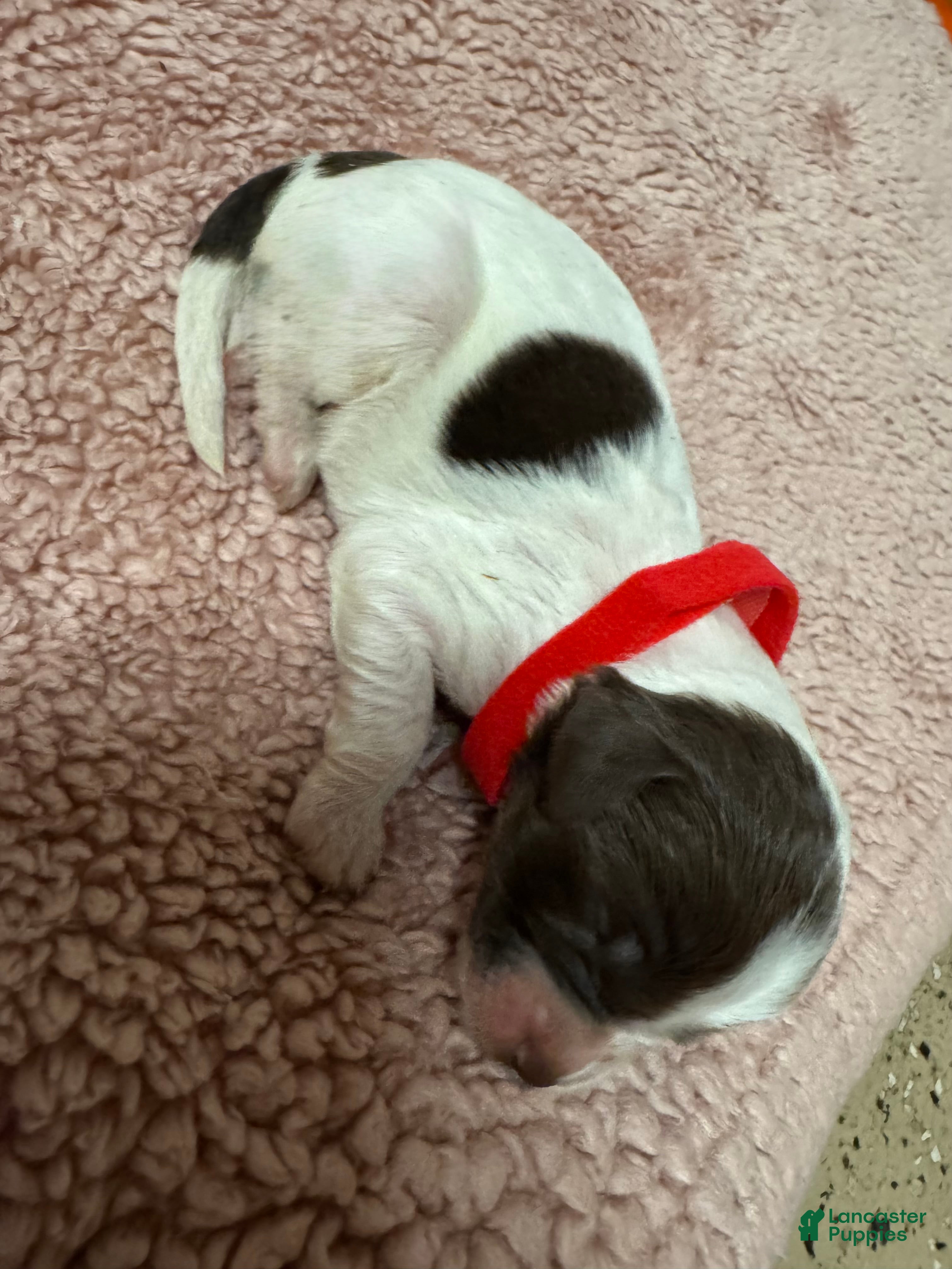 Goldendoodle dogs Goldendoodle 1 - Ad 2