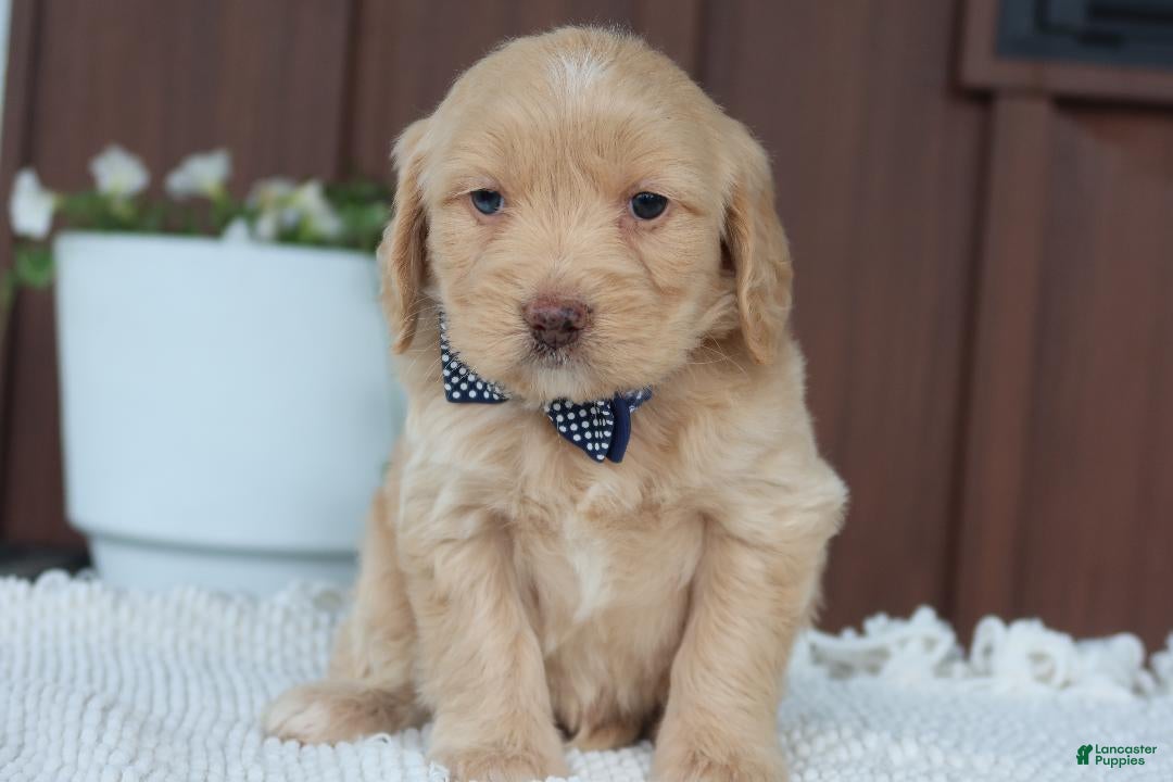 Miniature Golden Retriever dogs Miniature Golden Retriever Puppy 6 - Ad 1
