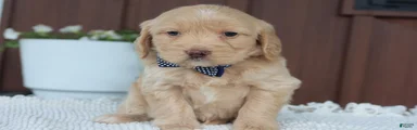 Miniature Golden Retriever Puppy 6