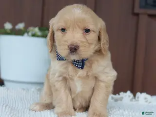 Miniature Golden Retriever dogs for sale: Miniature Golden Retriever Puppy 6 - Ad 1